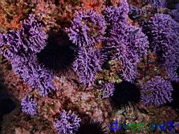 Stylaster californicus (California Hydrocoral) & Strongylocentrotus franciscanus (Red Sea Urchin)