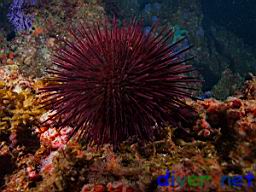 Strongylocentrotus franciscanus (Red Sea Urchin)