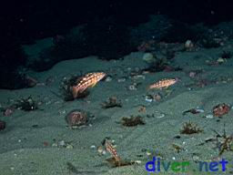 Juvenile Paralabrax clathratus (Kelp Bass)