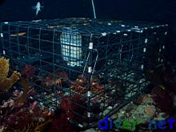 Panulirus interruptus (California Spiny Lobster) in a commercial lobster trap