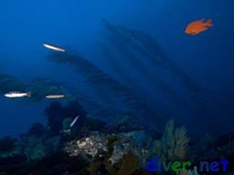 Paralabrax clathratus (Kelp Bass), Hypsypops rubicundus (Garibaldi), & Oxyjulis californica (Seorita) with Macrocystis pyrifera (Giant Kelp) in the distance