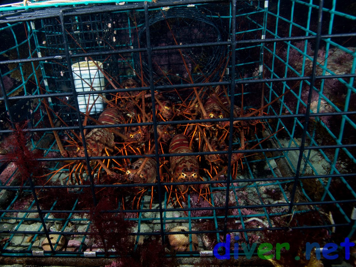 Panulirus interruptus (California Spiny Lobster) in a commercial lobster trap