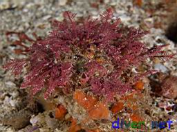 Corallina spp. (Red Algae) and Metandrocarpa taylori (Orange Colonial Tunicate)