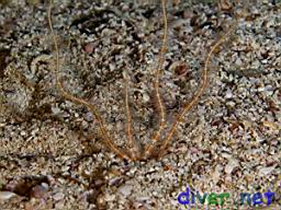Ophiopsila californica (Brittle Star)