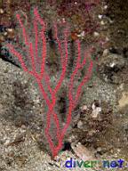 Lophogorgia chilensis (Red Gorgonian)