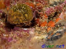 Phimochirus californiensis (Hermit Crab)