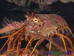 Panulirus interruptus (California Spiny Lobster)