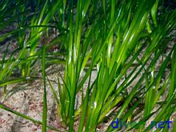 Zostera marina (Eel Grass)