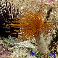 Centrostephanus coronatus (Crowned Sea Urchin) and Pachycerianthus fimbriatus (Tube-Dwelling Anemone)