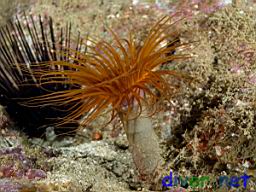 Centrostephanus coronatus (Crowned Sea Urchin) and Pachycerianthus fimbriatus (Tube-Dwelling Anemone)