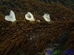 Navanax inermis eggs on Sargassum filicinum (Invasive Brown Seaweed)