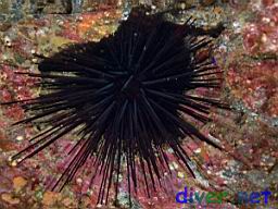 Centrostephanus coronatus (Crowned Sea Urchin)