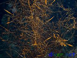 Sargassum filicinum (Invasive Brown Seaweed)