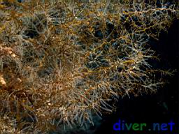 Obelia sp. (Hydroids) on Cystoseira neglecta (Brown Seaweed)