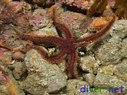 Ophiopteris papillosa (Flat-spined Brittle Star)