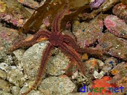 Ophiopteris papillosa (Flat-spined Brittle Star)
