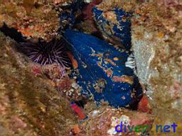 Acanthancora cyanocrypta (Cobalt Sponge), Haliotis corrugata (Pink Abalone), Lythrypnus dalli (Blue-banded Goby, Catalina Goby), and Strongylocentrotus purpuratus (Purple Sea Urchin)