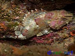 Scorpaena guttata (California Scorpionfish)