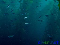 Chromis punctipinnis (Blacksmith) swimming iamong the Macrocystis pyrifera (Giant Kelp)