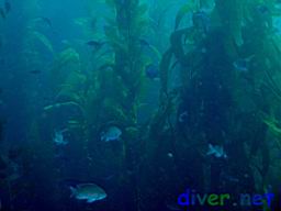 Chromis punctipinnis (Blacksmith) swimming iamong the Macrocystis pyrifera (Giant Kelp)