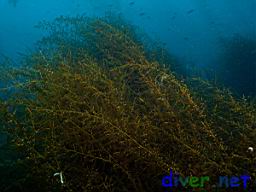 Sargassum filicinum (Invasive Brown Seaweed)
