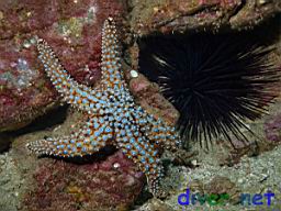 Pisaster giganteus (Giant Spined Star) and Centrostephanus coronatus (Crowned Sea Urchin)