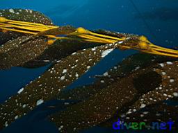 Membranipora serrilamella (Kelp Encrusting Bryozoan) on Macrocystis pyrifera (Giant Kelp)