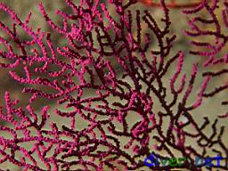 Eugorgia rubens (Purple Gorgonian)
