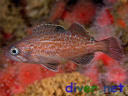 Juvenile Sebastes mystinus (Blue Rockfish)