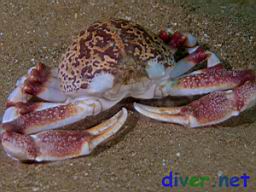 Randallia ornata (Purple Globe Crab)