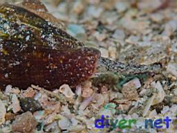 Conus californicus (California Cone Snail)