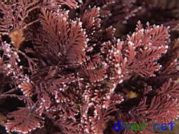 Corallina spp. (Red Algae)