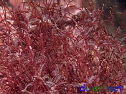 Red algae mixed with hydroids