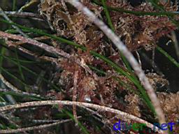 Phyllospadix torreyi (Surfgrass) and Red Algae