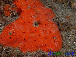 Ophlitaspongia pennata (Red Encrusting Sponge)