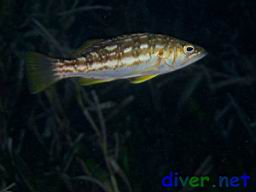 A juvenile Paralabrax clathratus (Kelp Bass, Calico Bass) in Zostera marina (Eel Grass)
