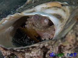 Octopus bimaculatus (Verrill's Two Spot Octopus) hiding in an empty shell