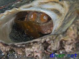 Octopus bimaculatus (Verrill's Two Spot Octopus) hiding in an empty shell