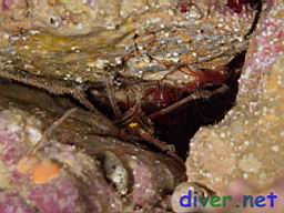 Stenorhynchus debilis (Panamic Arrow Crab) & Lysmata Californica (Red Rock Shrimp)