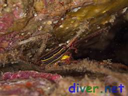 Stenorhynchus debilis (Panamic Arrow Crab)