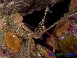 Stenorhynchus debilis (Panamic Arrow Crab)