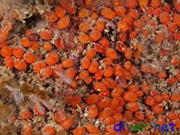 Metandrocarpa taylori (Orange Colonial Tunicate)