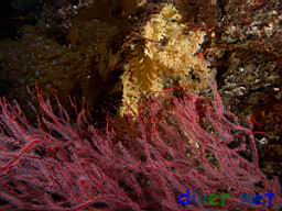 Parazoanthus lucificum (Zoanthid Anenome) starting to cover a Lophogorgia chilensis (Red Gorgonian)