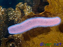 Pyrosoma atlanticum (Salp) & Pelagophycus porra (Elk Kelp)
