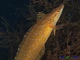 Heterostichus rostratus (Giant Kelpfish)