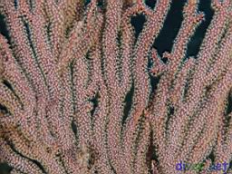 Muricea fruticosa (Brown Gorgonian)