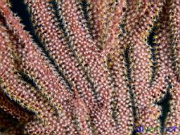 Muricea fruticosa (Brown Gorgonian)