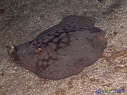 Gymnura marmorata (California Butterfly Ray)