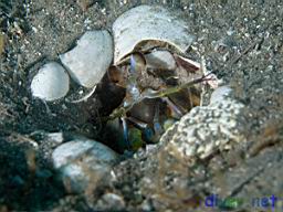 Hemisquilla californiensis (Mantis Shrimp)