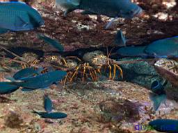 Panulirus interruptus (California Spiny Lobster) and Chromis punctipinnis (Blacksmith)